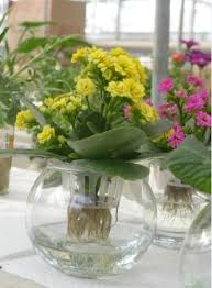 Kalanchoe Blossfeldiana Flower Care Shade Plants Succulents Indoor