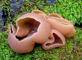 Image result for Renealmia susanneae-katziae