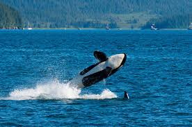Orca Dreams - All You Need To Know Before You Go (2024)