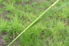 Image result for Sporobolus natalensis