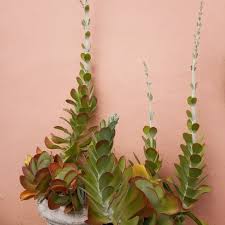Image result for Kalanchoe lanceolata