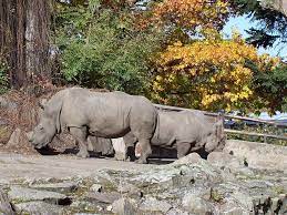 Asian elephant calf in ostrava zoo! Zoo Ostrava Ostrava Tourist Attractions Tropter Com