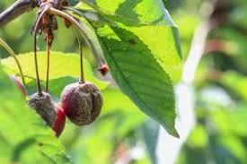 Maybe you would like to learn more about one of these? 11 Mega Reasons Why Hydrogen Peroxide For Plants Is A Must