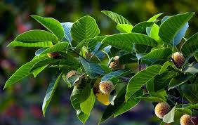 Pin On Bangladesh