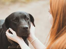 So how do you show up and support someone when this sorrowful day comes? How To Cope With The Loss Of A Pet