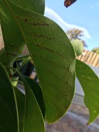Berberis thunbergii (out of stock) view buy now. Don S Expert Answers Brown Spots Burke S Backyard