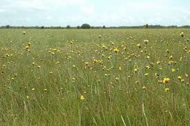 Image result for Xyris natalensis