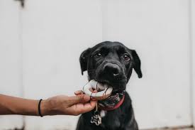 Liste Des Aliments Que Votre Chien Peut Et Ne Peut Pas Manger Botaneo