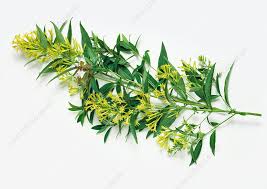 Image result for Cestrum parqui