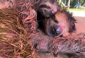 Guía turístico se adentra en profundidad de laguna para salvar osos  perezosos