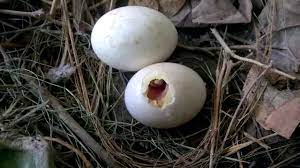 Gestation Period For Pigeon Eggs Christening Outfits Baby Boy
