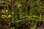 Image result for Helichrysum setosum