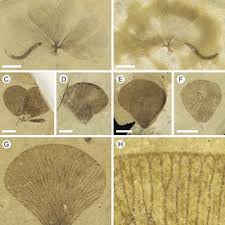 Image result for Marsilea ephippiocarpa