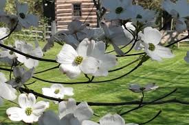 Flickr is almost certainly the best online photo management and sharing application in the world. Cornus Florida Flowering Dogwood Pittsburgh Botanic Garden