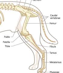 In diagram a, a human man is shown next to a dog, the bones are highlighted on each animal and they are shown to be the same bone but in different proportions and ratios. Do Dogs Have Knees Or Elbows Ask The Experts Faq Oodle Life