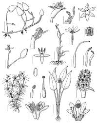 Image result for Heteranthoecia