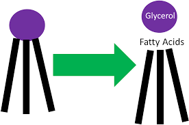 Image result for Triglyceride