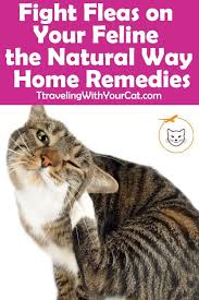 Fight Fleas On Your Feline The Natural Way Home Remedies Home Remedies For Fleas Flea Remedies Cat Fleas Treatment