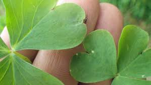 紫片喰 ムラサキカタバミ Oxalis Corymbosa 春も秋も楽しめる 爽やかカタバミ カタバミ科 カタバミ属 人通りの多いサイクリング道の下で咲いていたムラサキカタバミ 色もスタイルも一級の美しさだ 写真は11月下旬 秋の開花ピークに撮影した