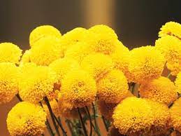 Pin On Yellow Flowers