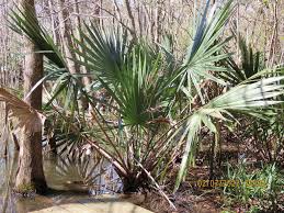 Image result for Sabal