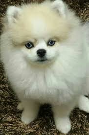 Black And White Pomsky With Blue Eyes What A Beauty Blue Eyed White Pomeranian Pomeranian Puppy Puppies Cute Animals