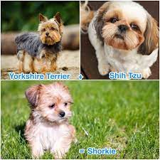 Shorkie A Complete Guide To The Shih Tzu Yorkie Mix All Things Dogs All Things Dogs