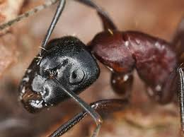 Although you may not realize it, your bathroom provides the perfect breeding ground for several different types of ants, and once ants are in your bathroom, it can take a. Are Ants Dangerous