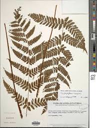 Image result for Triplophyllum