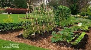 Beginner vegetable garden | backyard garden lover. 6 Vegetable Gardening Tips Every New Food Gardener Needs To Know