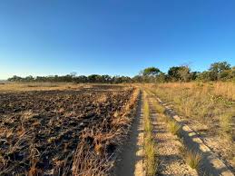 Image result for Hyperthelia dissoluta