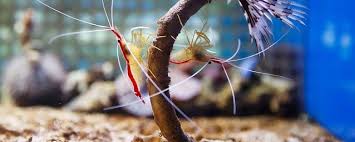Can Betta Fish Live With Shrimp Betta Fish World