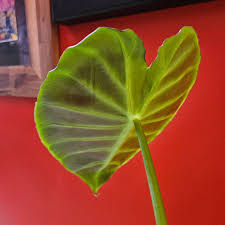 Image result for Remusatia