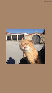 Memes Gatunos Gatunos Memes 2020 Hayvanlar Sevimli Kedi Yavrulari Sevimli Kediler
