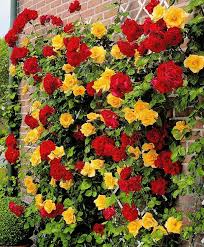Spanish Flag Golden Showers Climbing Roses Bunga