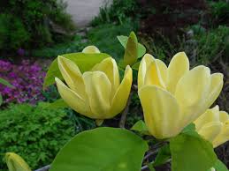 Check spelling or type a new query. A Plant You Should Know Butterflies Magnolia Nature S Perspective Landscaping