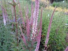 Outstanding as a cut flower. Veronicastrum Virginicum Erica 2 Litre Pot