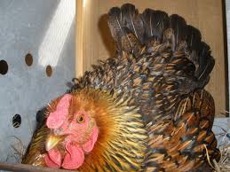 I'm now thinking of letting it hatch so we could have our own chicken. How To Break A Broody Hen Backyard Chickens Learn How To Raise Chickens