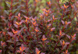 Image result for Neoschumannia