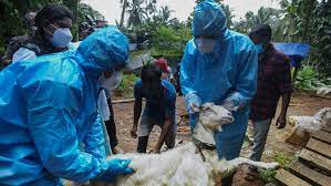 Nipah virus (niv) is a zoonotic virus, meaning that it can spread between animals and people. 0cxk74zcnhsogm