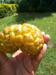 Image result for Myrianthus