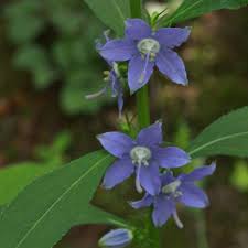 Lavender grows in most climates, but it grows best in hot and dry places since it is native to the mediterranean. Kansas Native Plant Society Wildflowers Grasses Trees Shrubs Vines