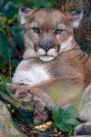 Grumpy Male Puma Small Wild Cats Big Cats Scary Animals