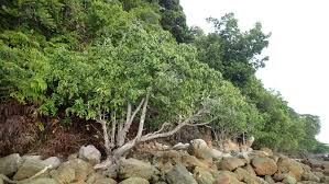 Image result for Xylocarpus