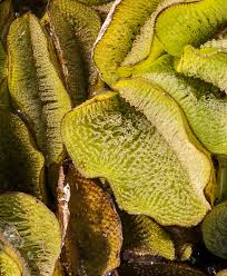 Image result for Salvinia hastata