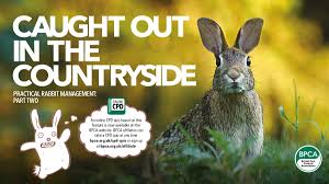 Wild rabbits are most active at dawn and dusk as this is generally the safest time for them to burrow and feed. Practical Rabbit Management Part Two