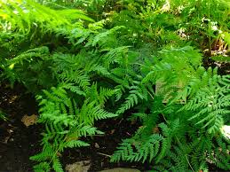 Image result for Histiopteris incisa