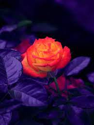 Hd wallpapers for your mobile phone. Flowers Wallpapers Old Mobile Cell Phone Smartphone Desktop Backgrounds Hd Pictures And Images