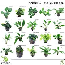 Anubias 30 Species Live Aquarium Plants Tropical Fish Tank Aquascape Tank Co2 Eu In 2020 Planted Aquarium Aquariumvissen Zoetwateraquarium