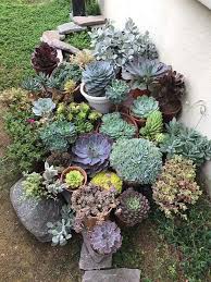 Pin Von Samy Perea Moreno Auf Backyard Garten Pflanzen Steinpflanzen